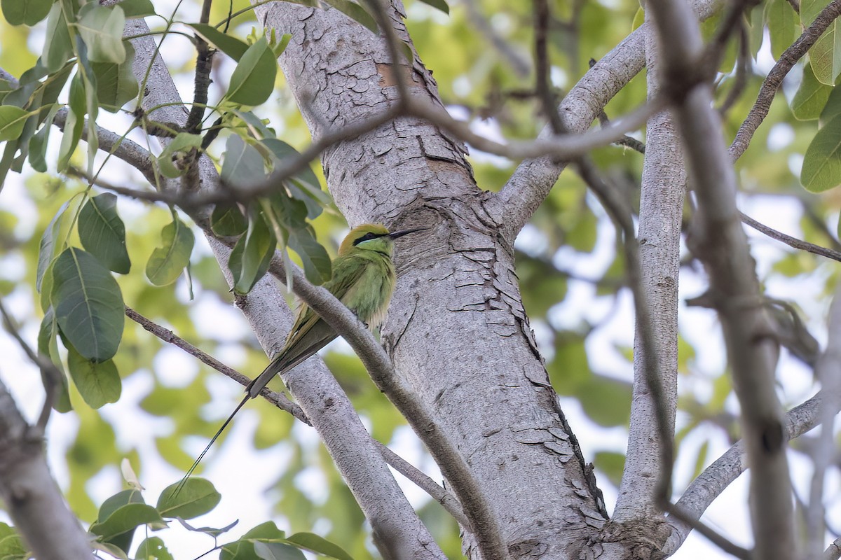 African Green Bee-eater - ML653741230