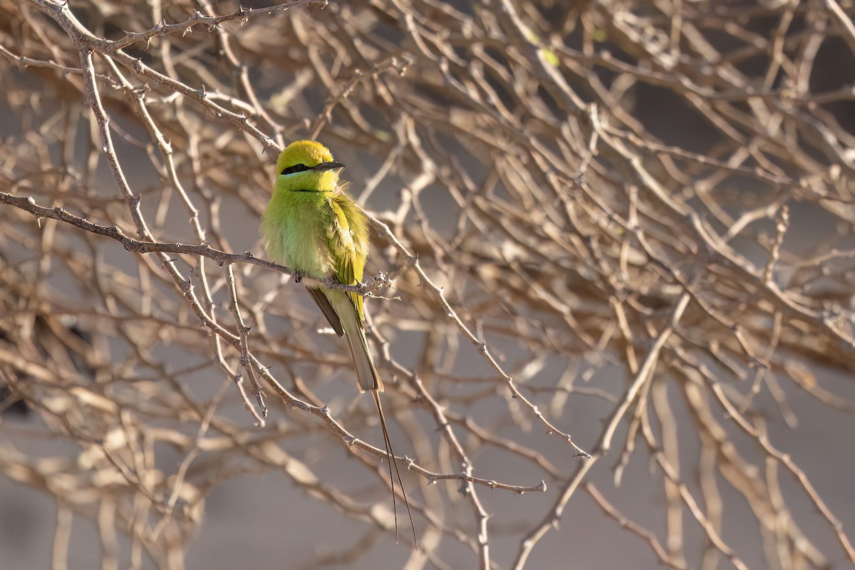 African Green Bee-eater - ML653741501