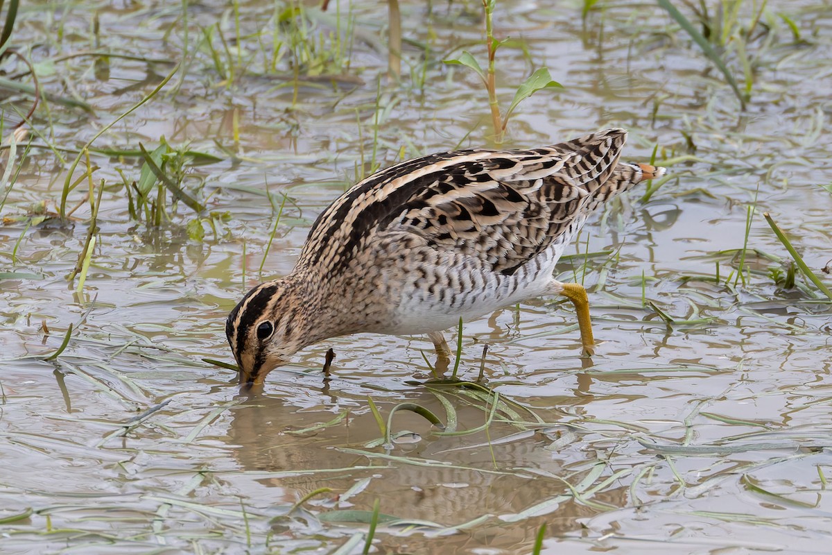 Latham's Snipe - ML653741599