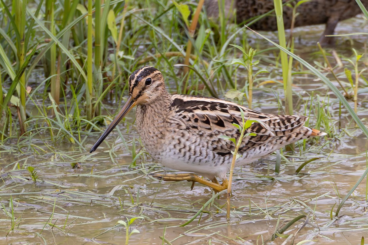 Latham's Snipe - ML653741602