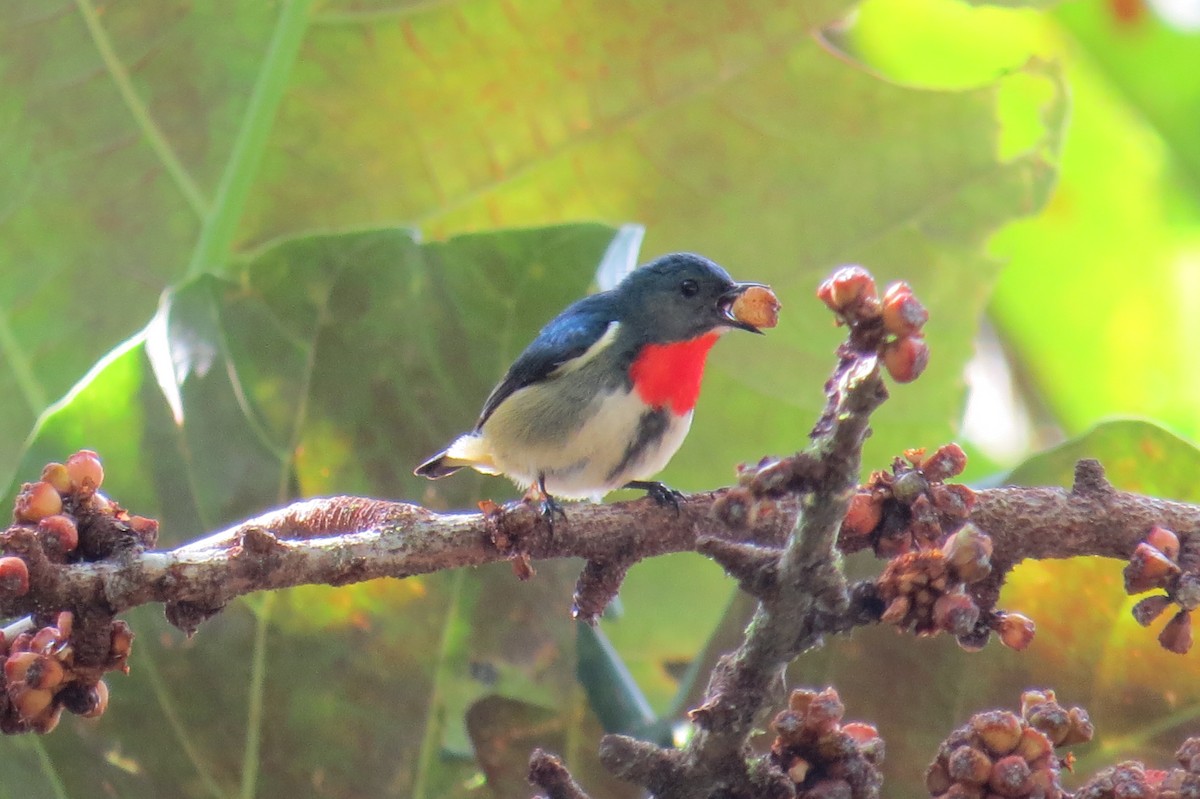 Fire-throated Flowerpecker - ML653741929