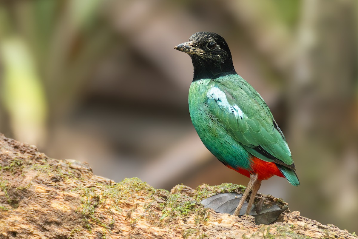 Eastern Hooded Pitta - ML653742396