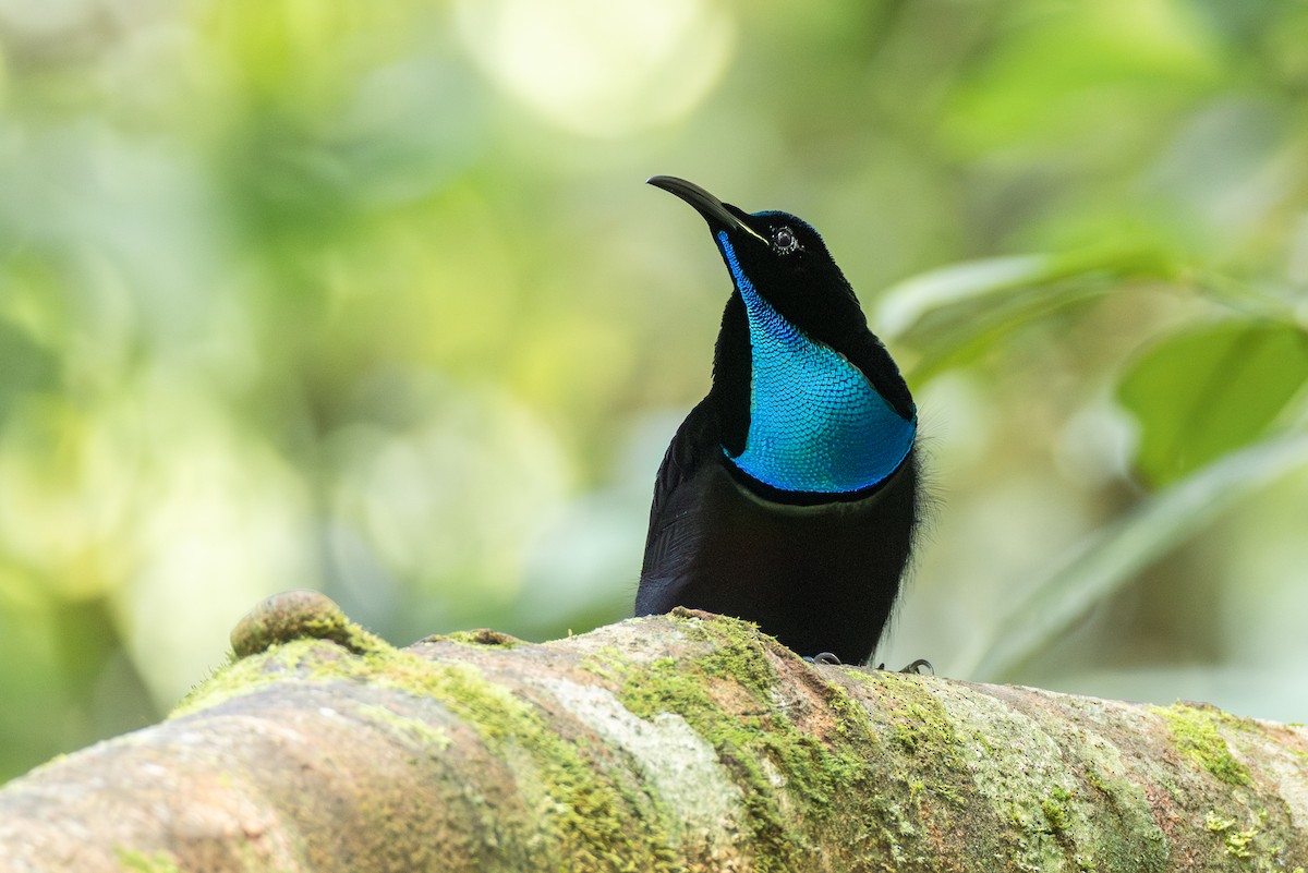 Magnificent Riflebird - ML653742402
