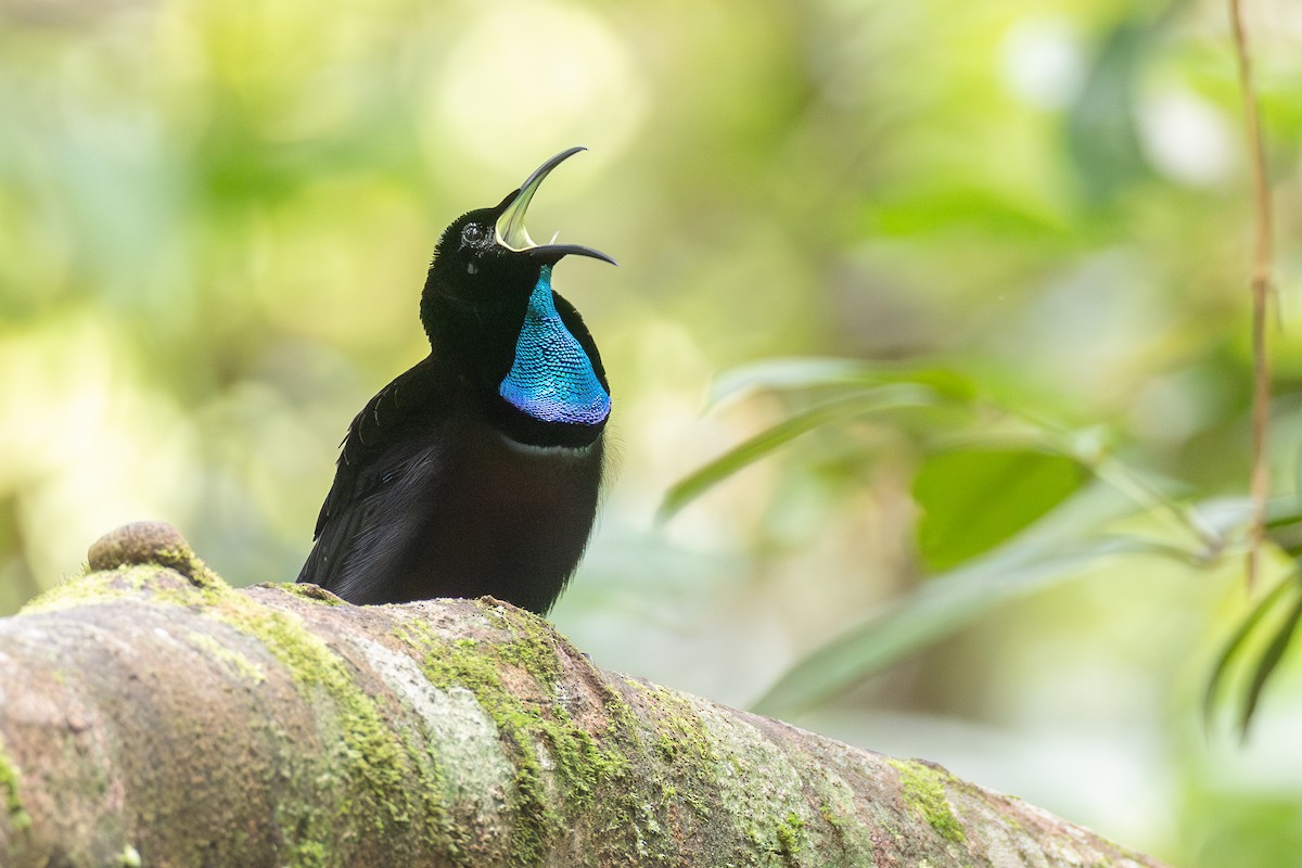 Magnificent Riflebird - ML653742404