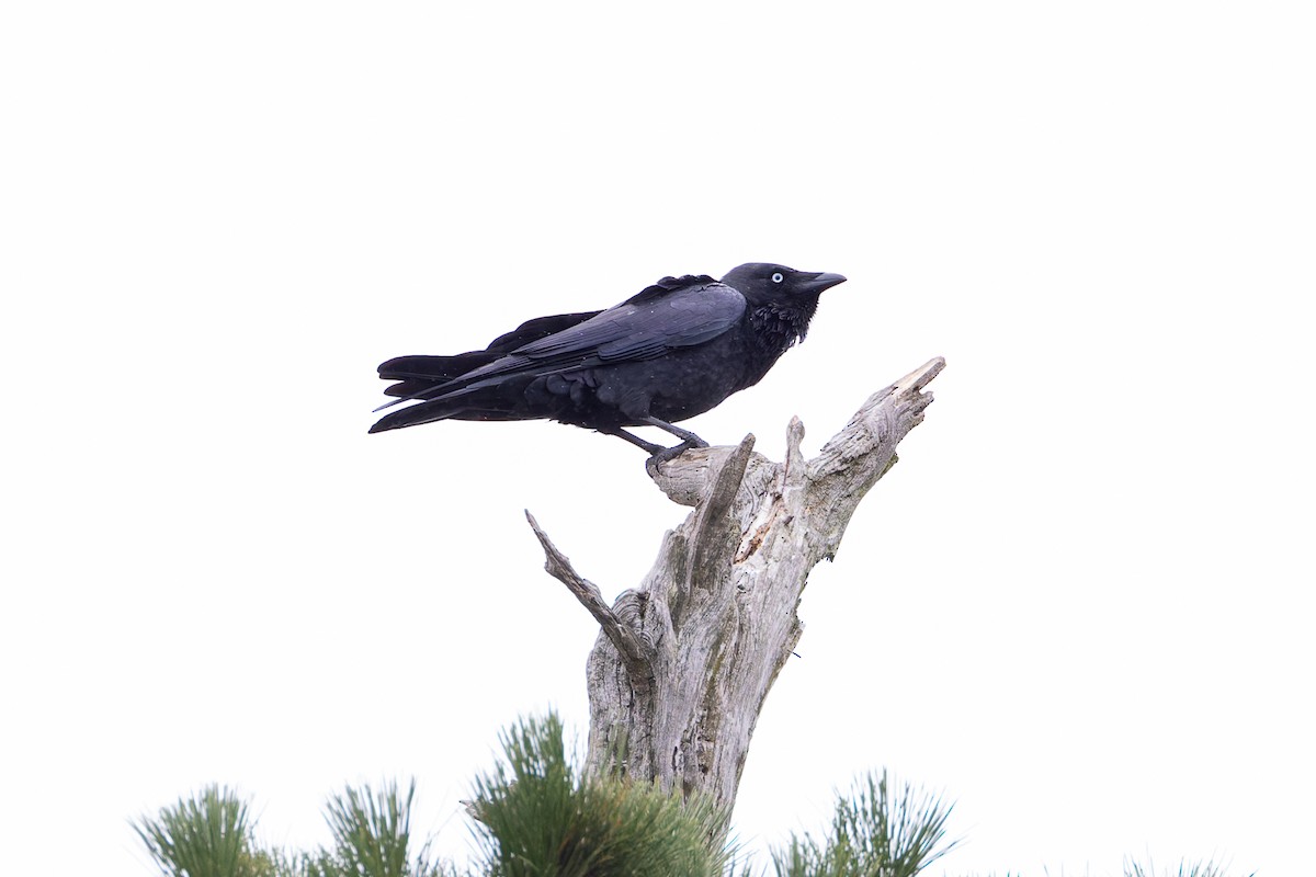 Little Raven - ML653743863