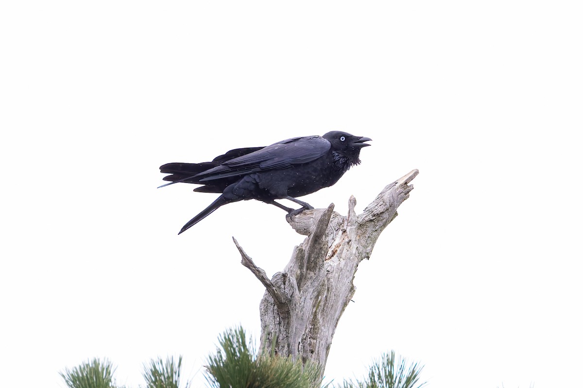 Little Raven - ML653743864