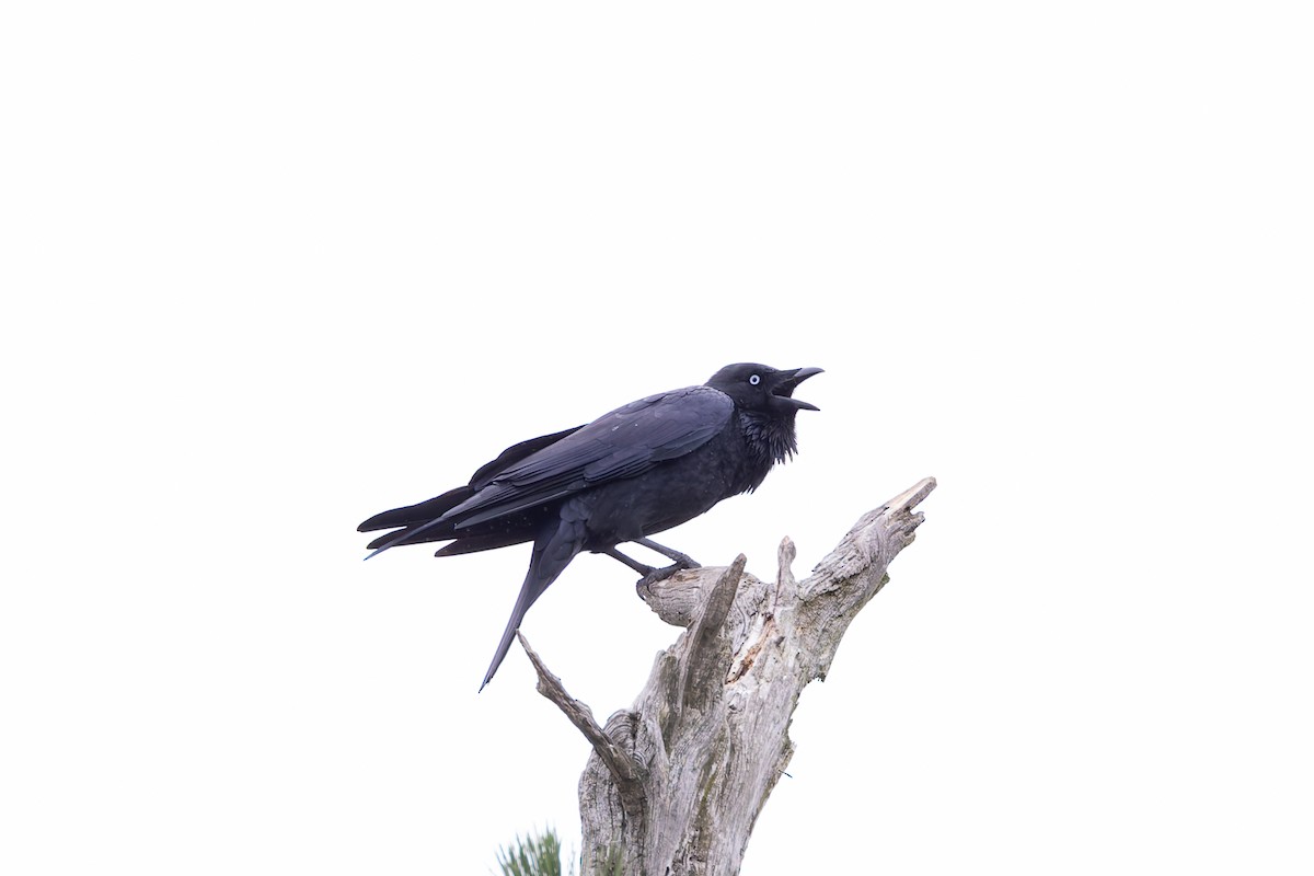 Little Raven - ML653743865