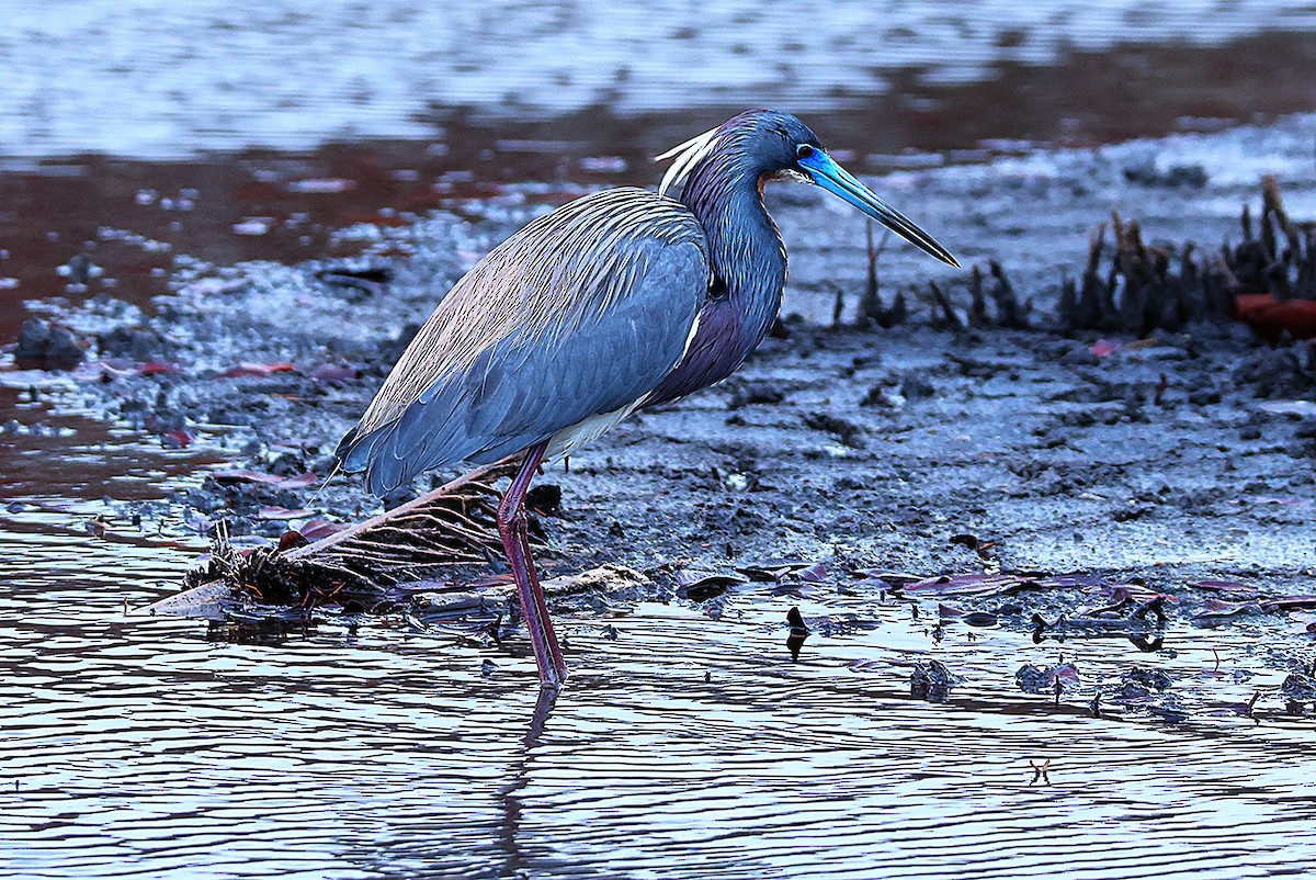 Tricolored Heron - ML653746692