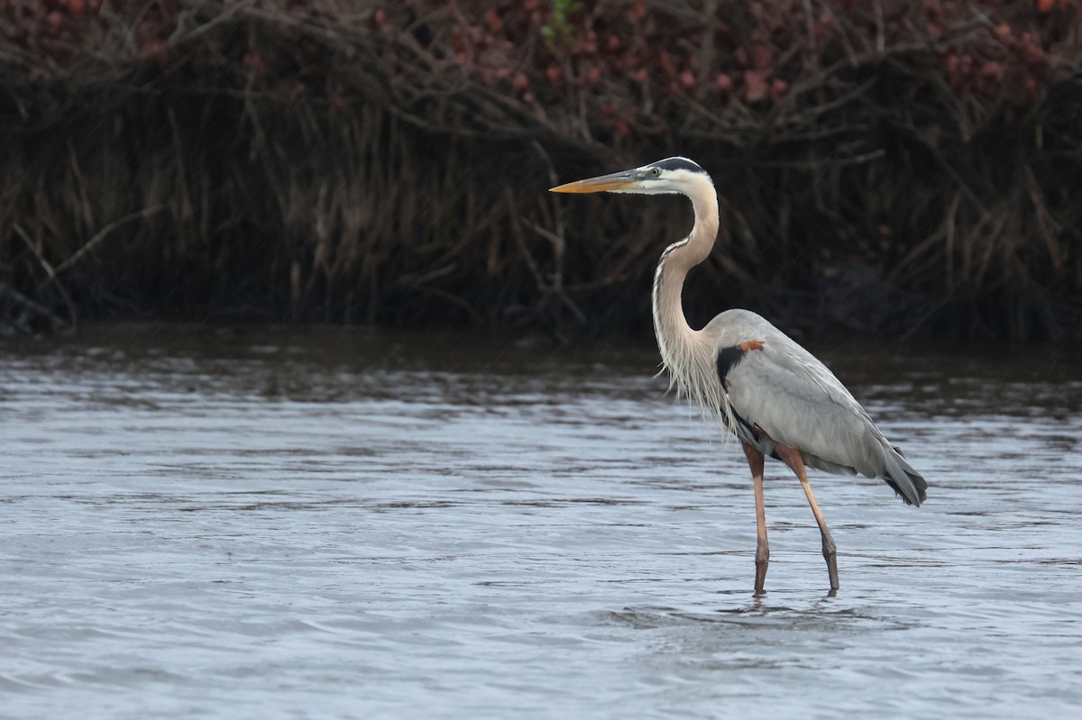 Great Blue Heron - ML653746724