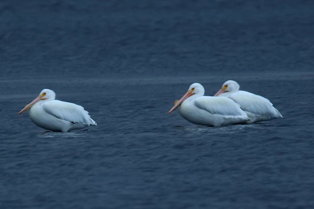 American White Pelican - ML653746732