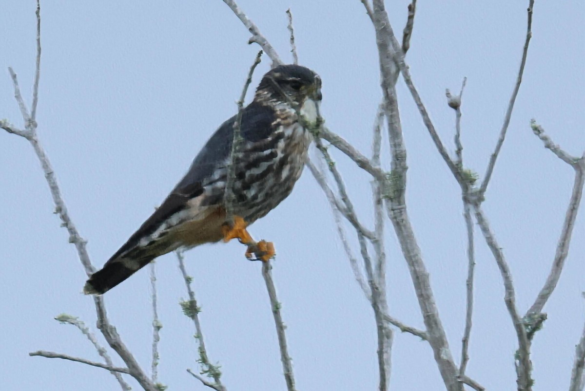 Merlin - ML653746764