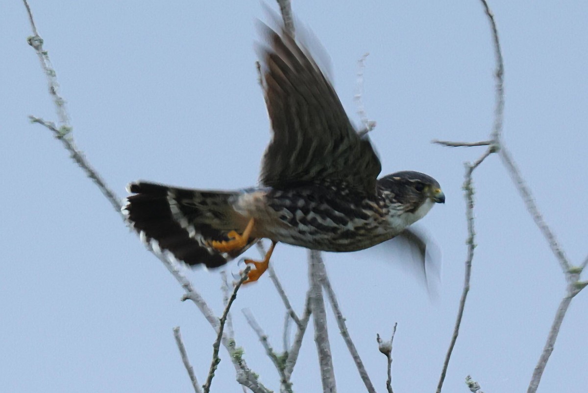 Merlin - ML653746780