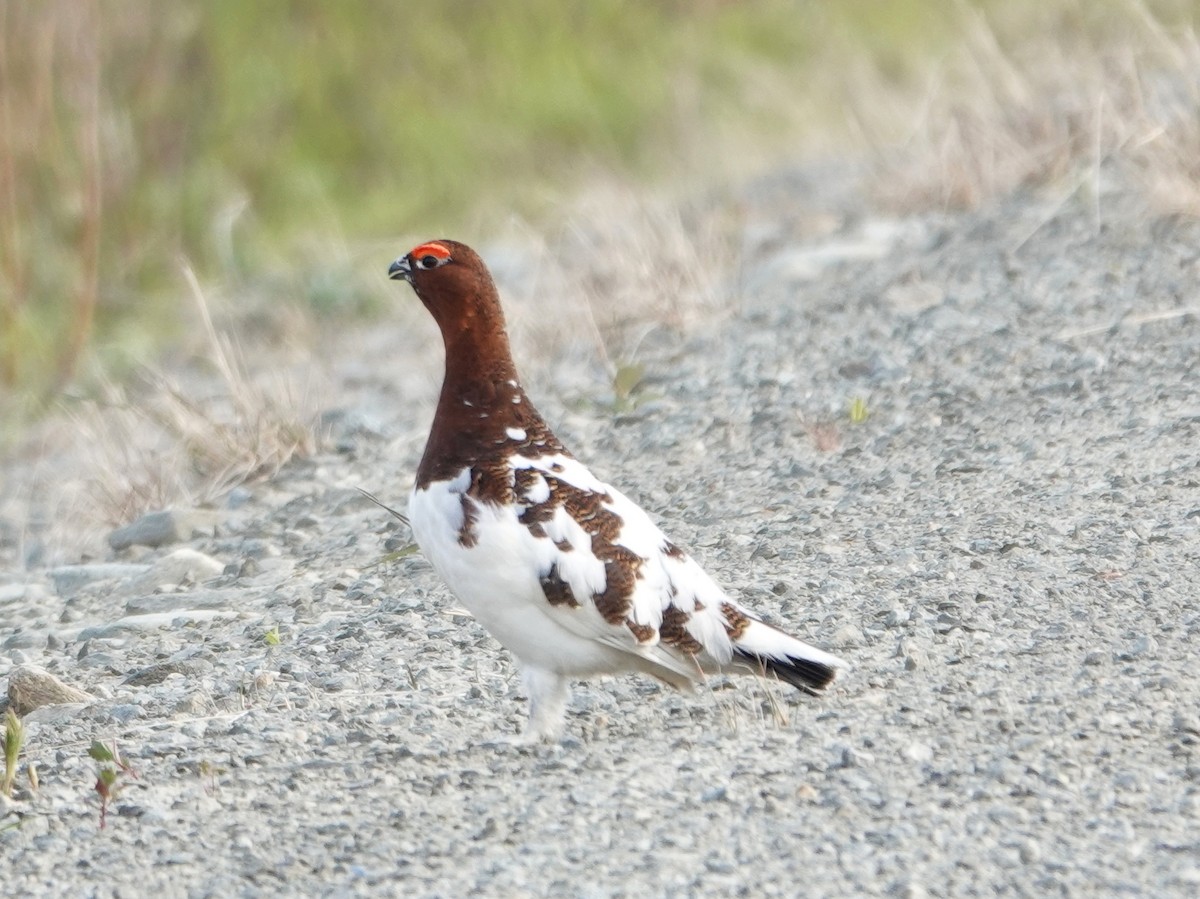 Moorschneehuhn - ML653747703