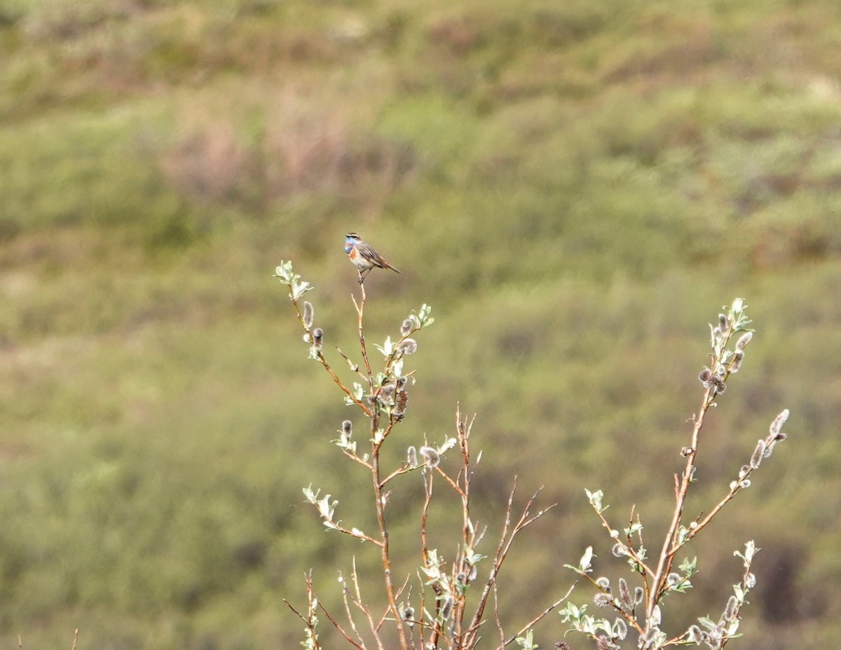 Blaukehlchen - ML653747804