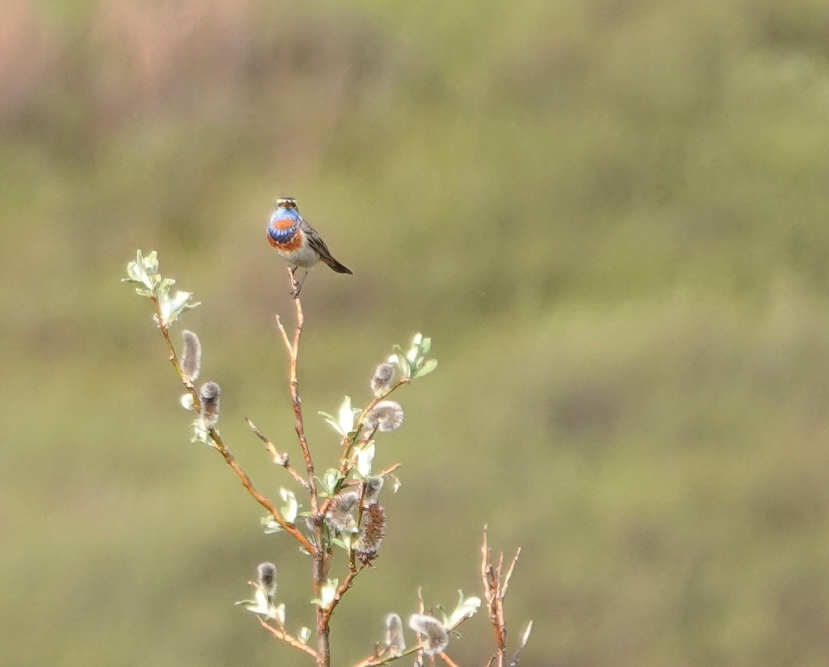 Blaukehlchen - ML653747811