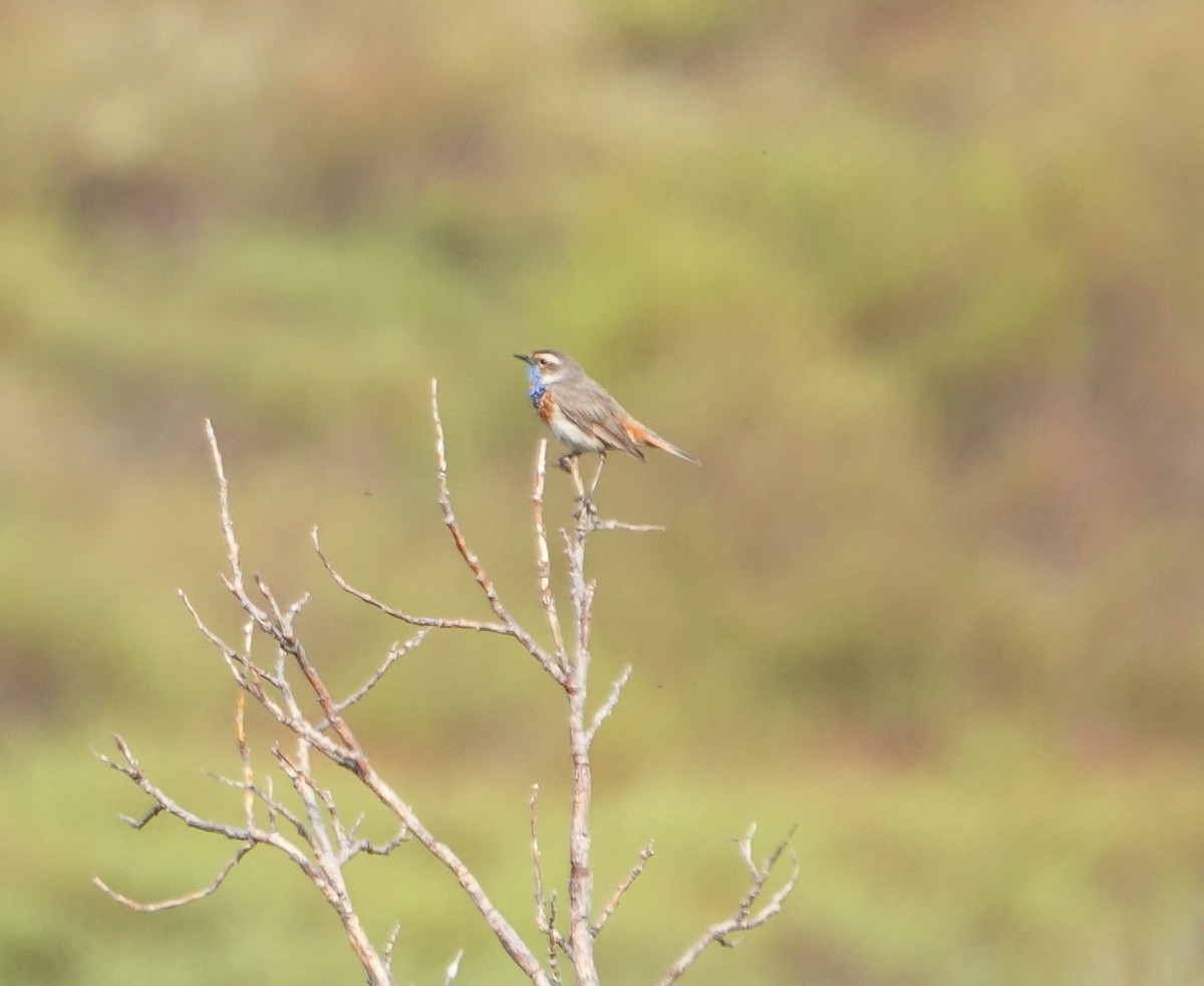 Blaukehlchen - ML653747830