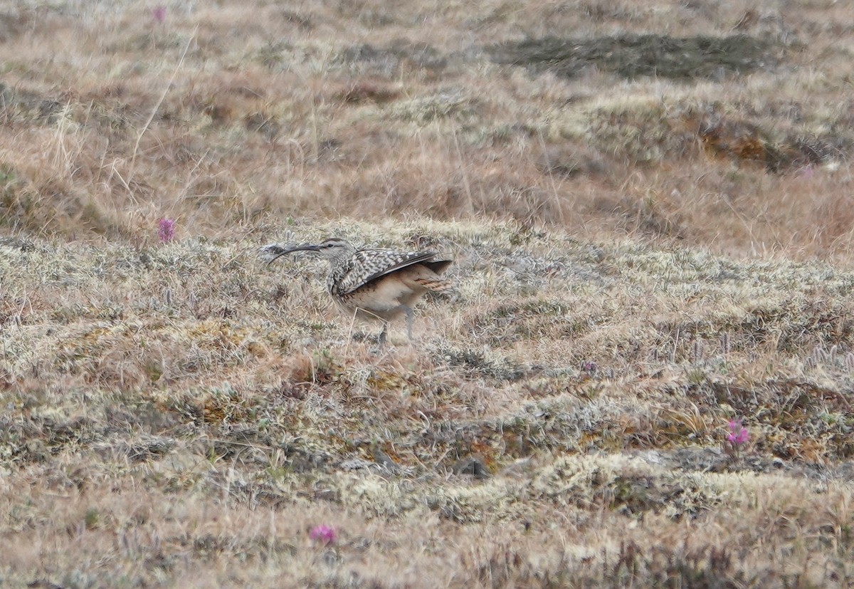 Borstenbrachvogel - ML653747964