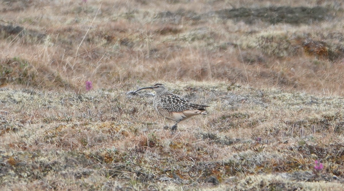 Borstenbrachvogel - ML653747970