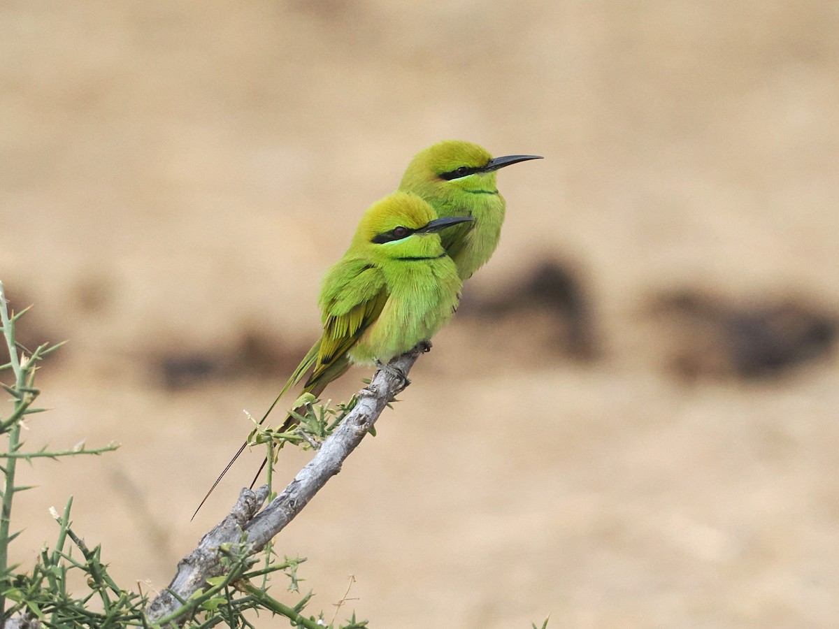 African Green Bee-eater - ML653748068