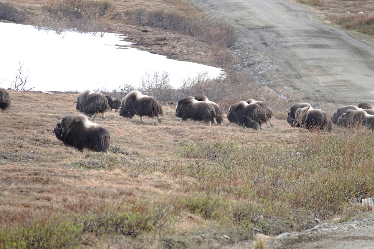 Tiere - ML653748129