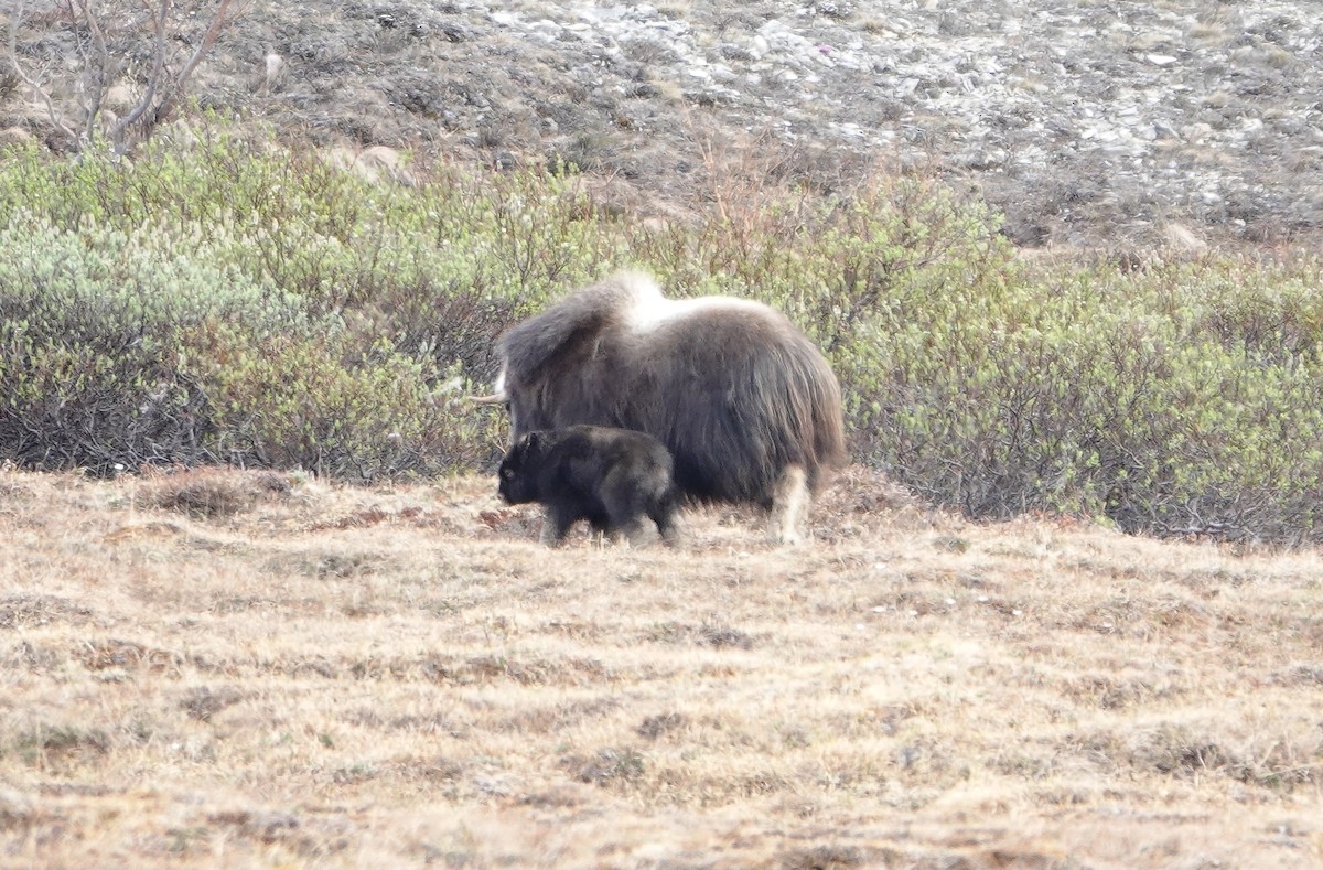 Tiere - ML653748132