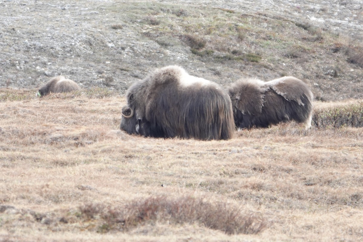 Tiere - ML653748141
