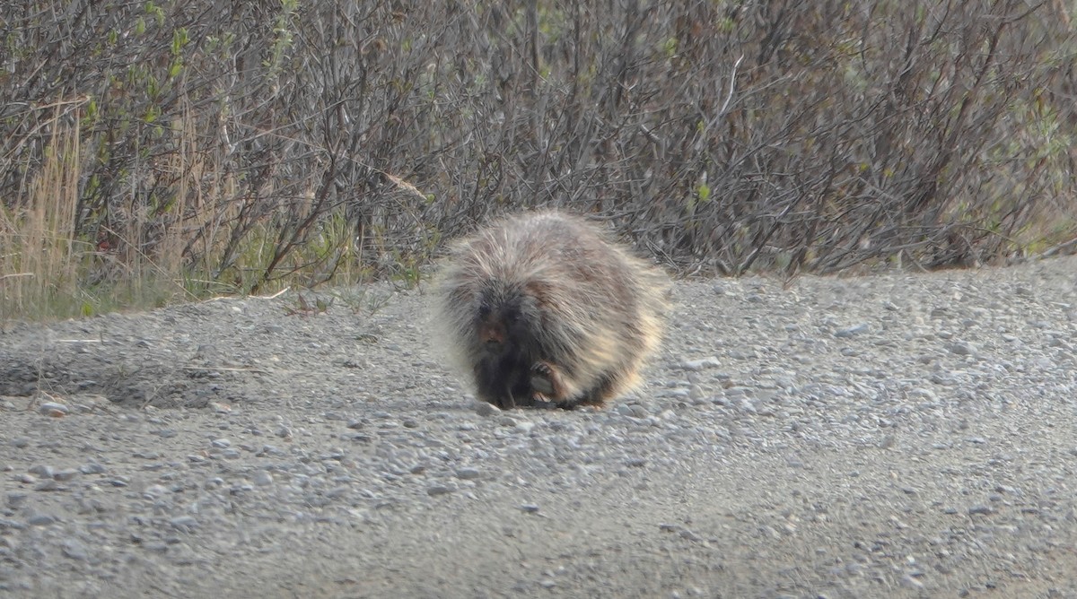Tiere - ML653748152