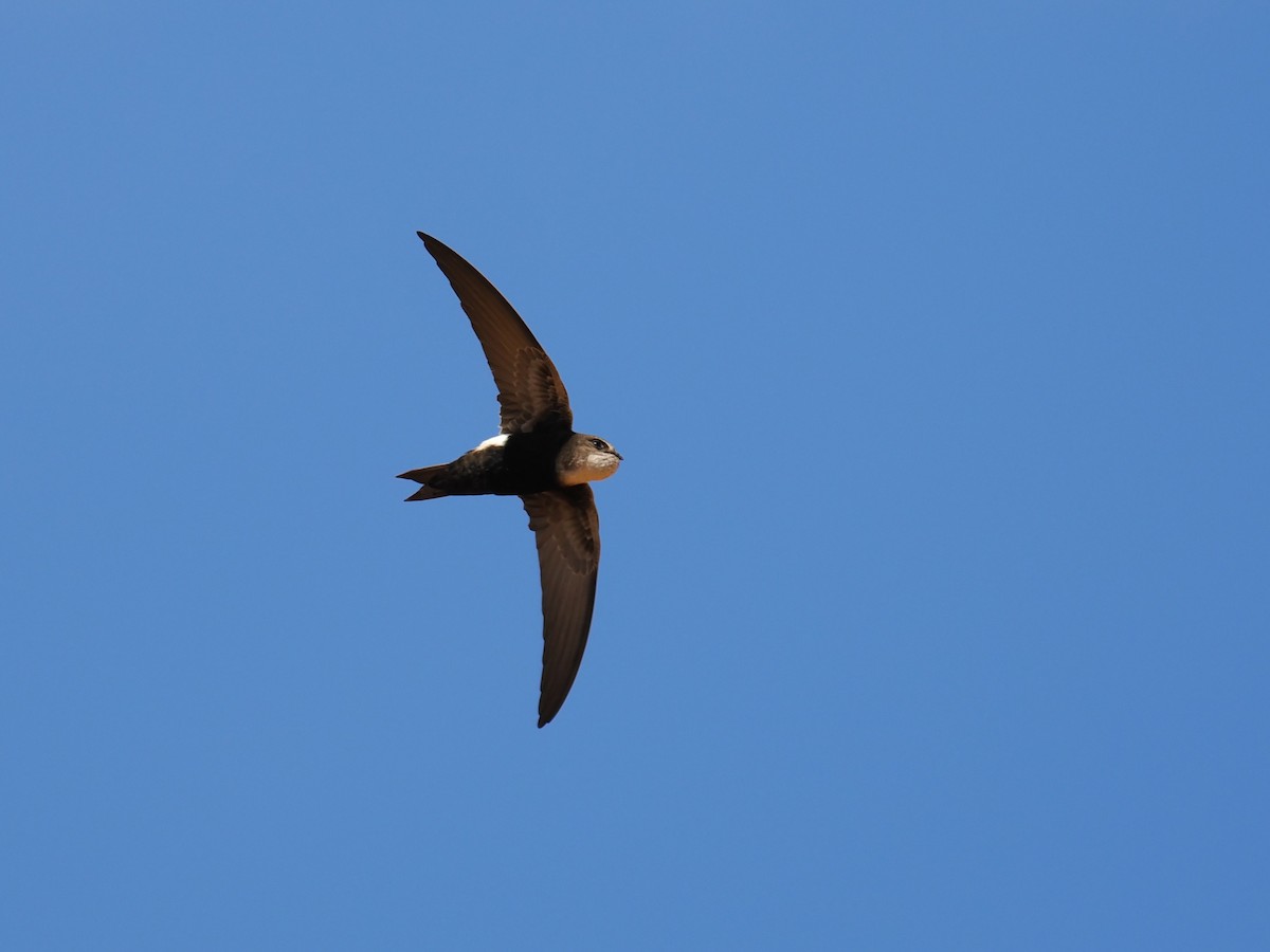 Horus Swift - ML653748833