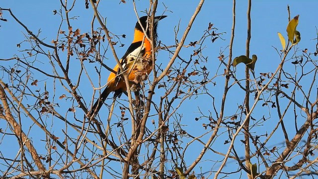 Venezuelan Troupial - ML653748997