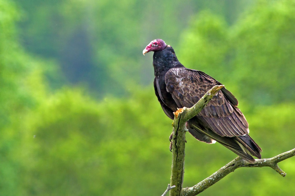 Turkey Vulture - Rob Dickerson