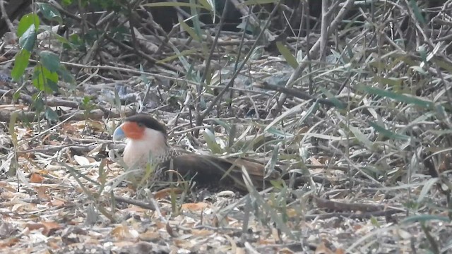 Crested Caracara (Northern) - ML653750562