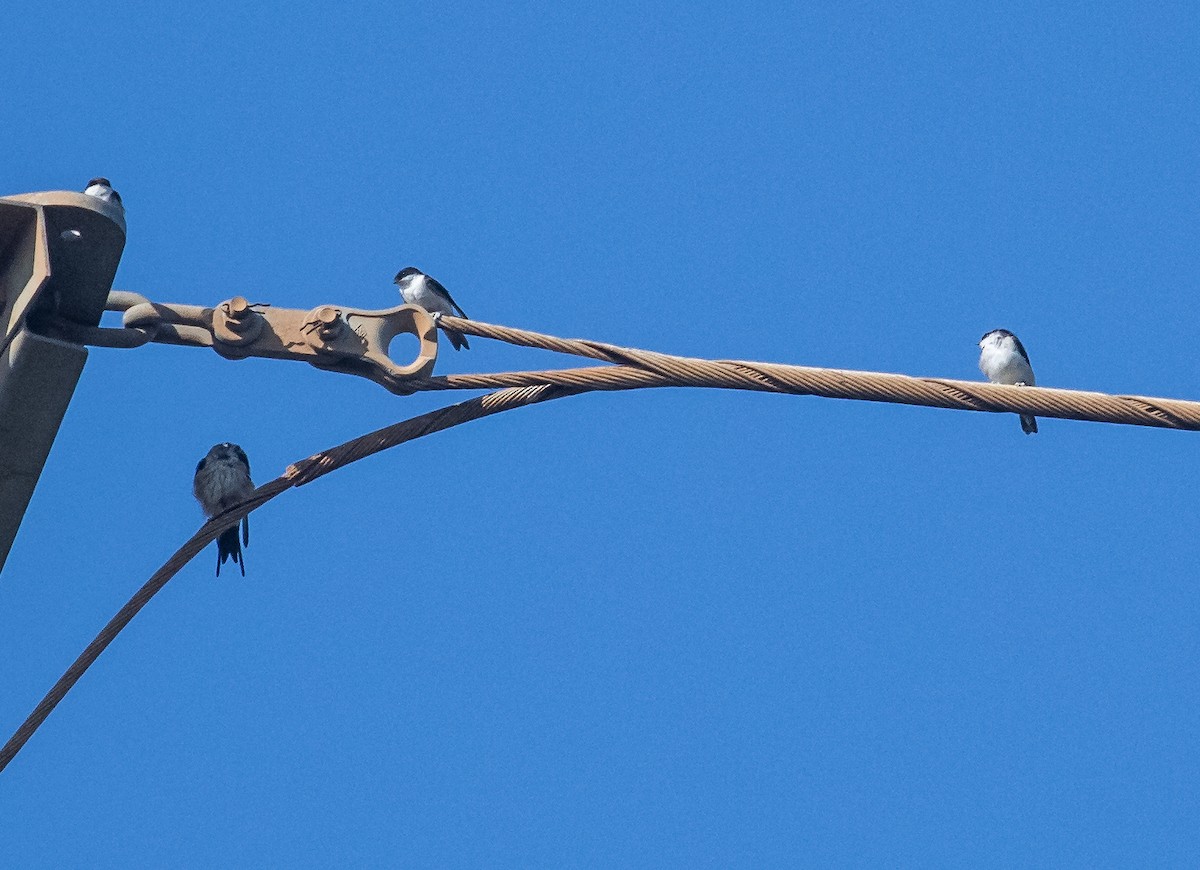 Siberian House-Martin - ML653751720