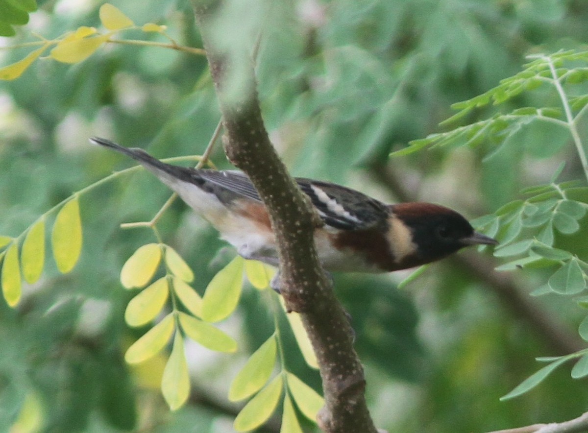 Bay-breasted Warbler - ML653756038