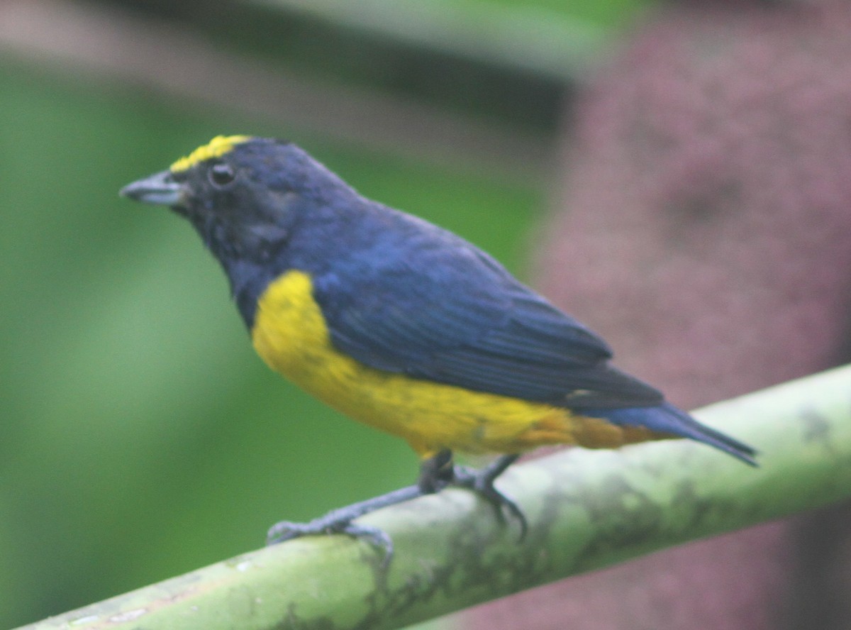 Fulvous-vented Euphonia - ML653756061