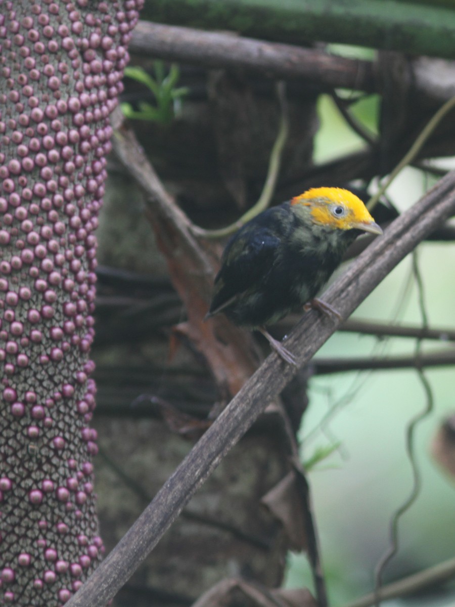 Golden-headed Manakin - ML653756080