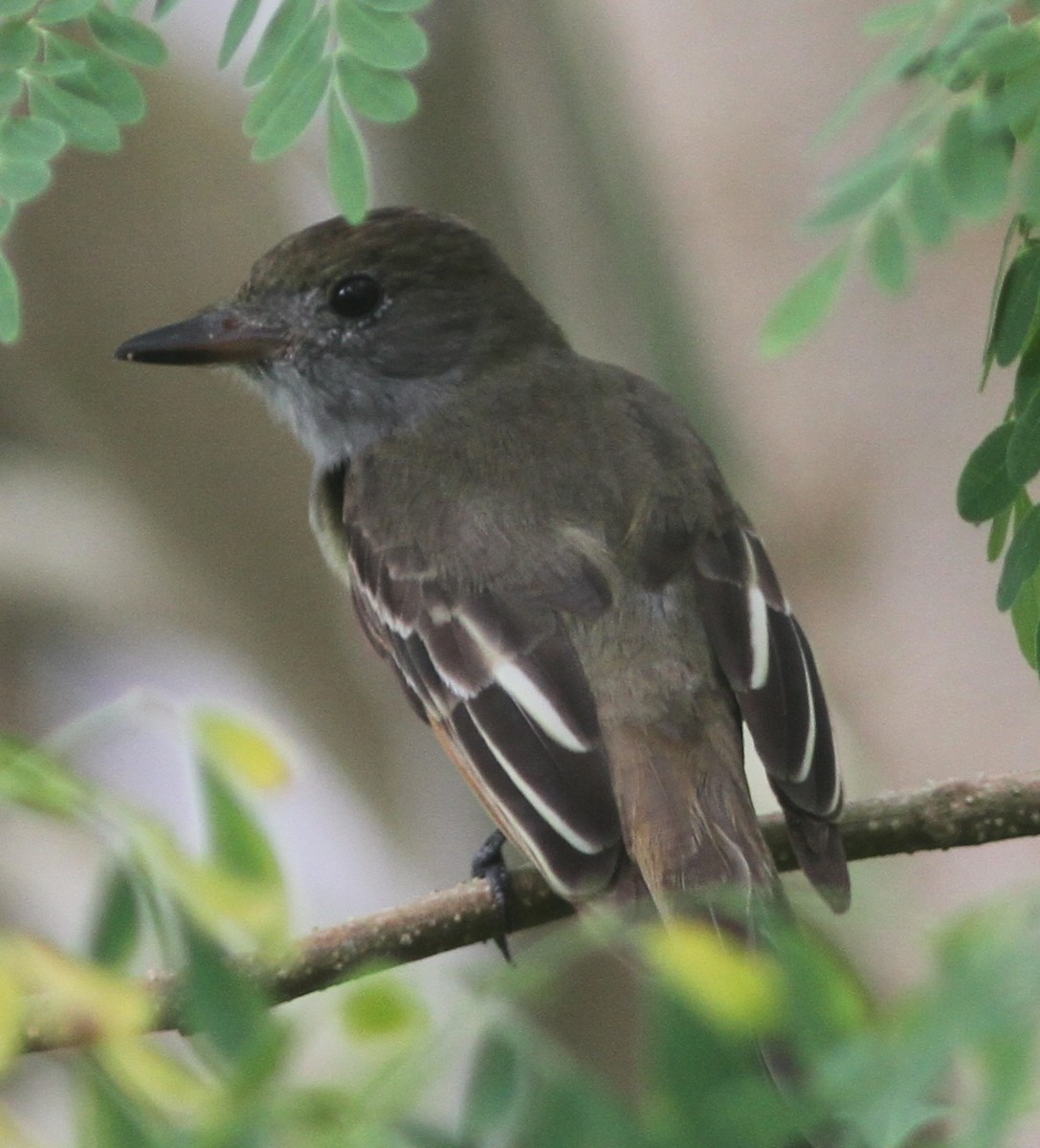 Great Crested Flycatcher - ML653756169