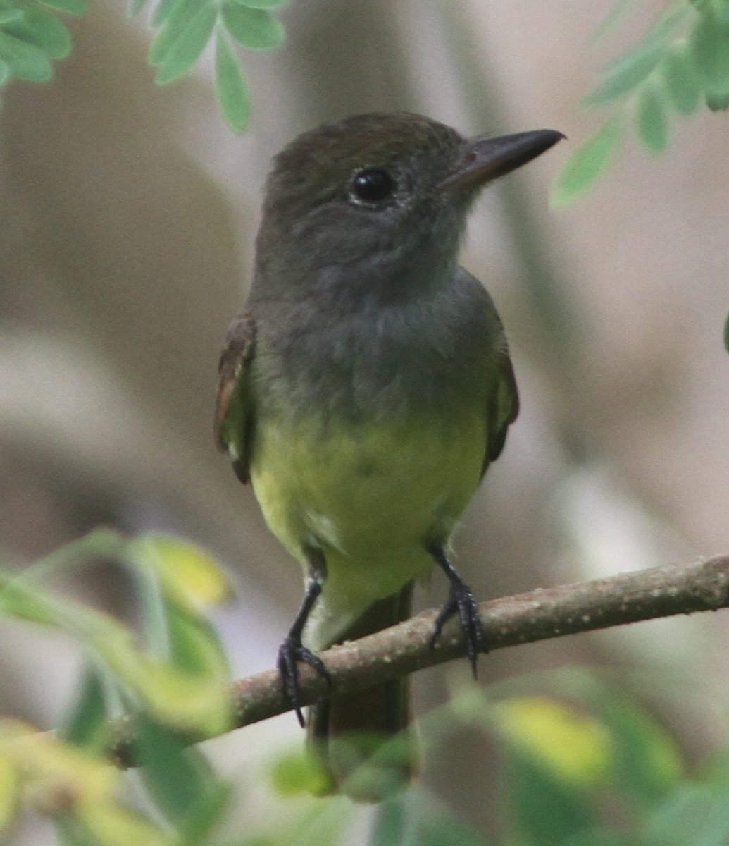 Great Crested Flycatcher - ML653756170