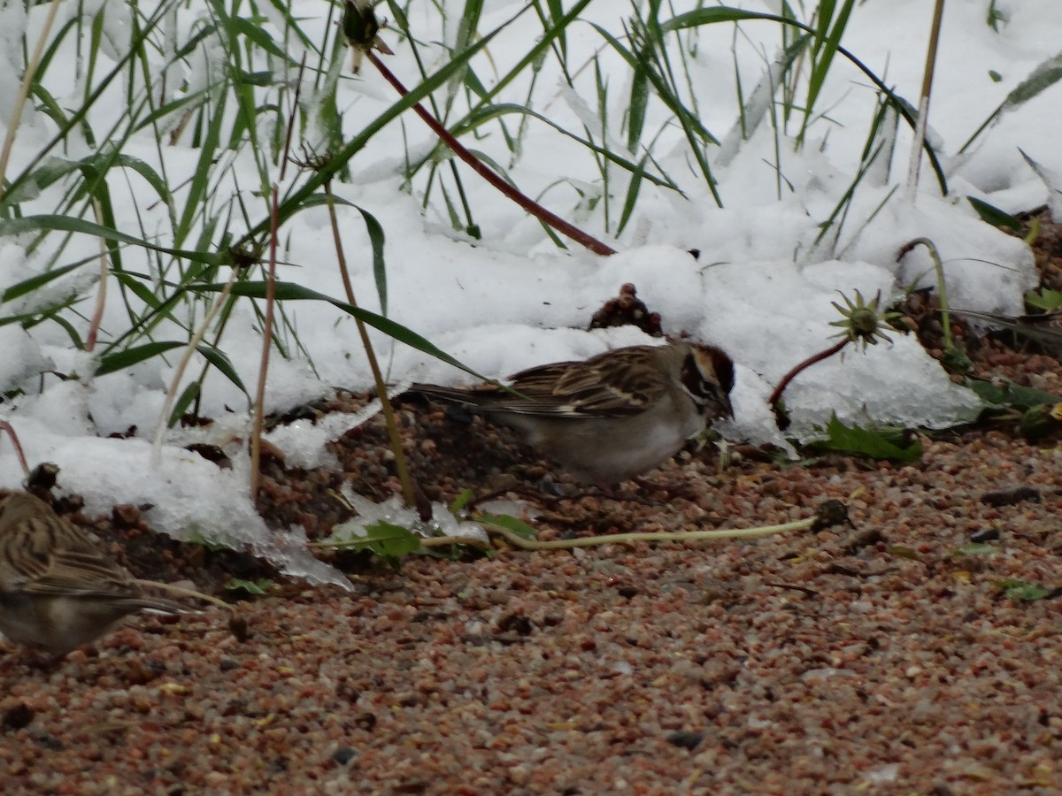 Lark Sparrow - ML65375671