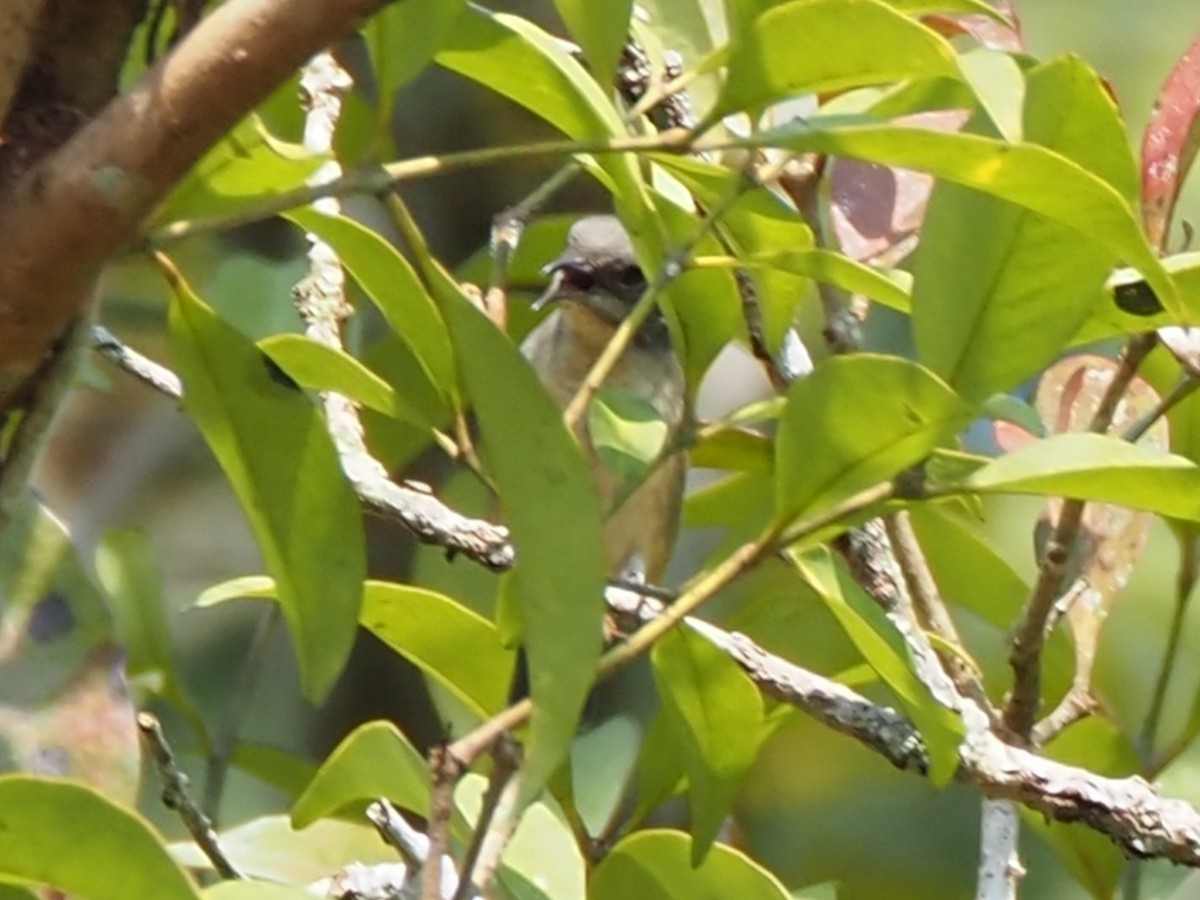 Cambodian Flowerpecker - ML653757297