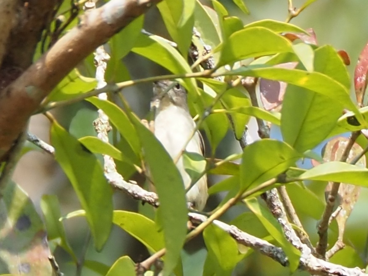 Cambodian Flowerpecker - ML653757298