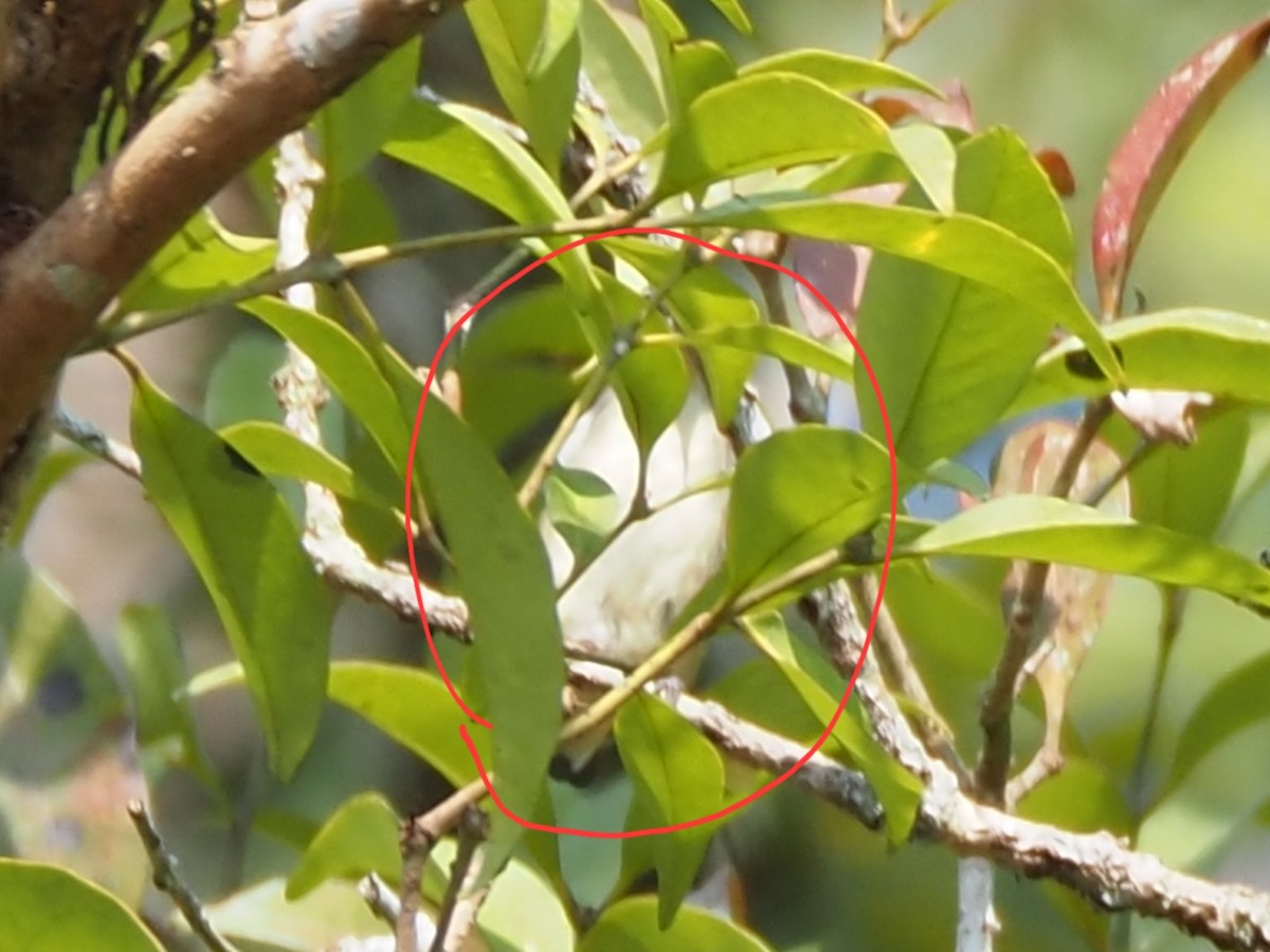 Cambodian Flowerpecker - ML653757299