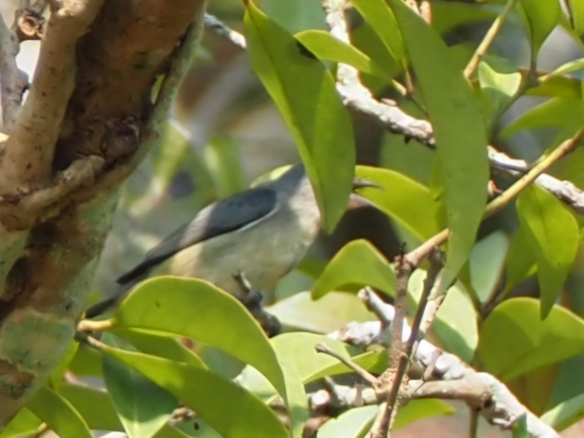 Cambodian Flowerpecker - ML653757300