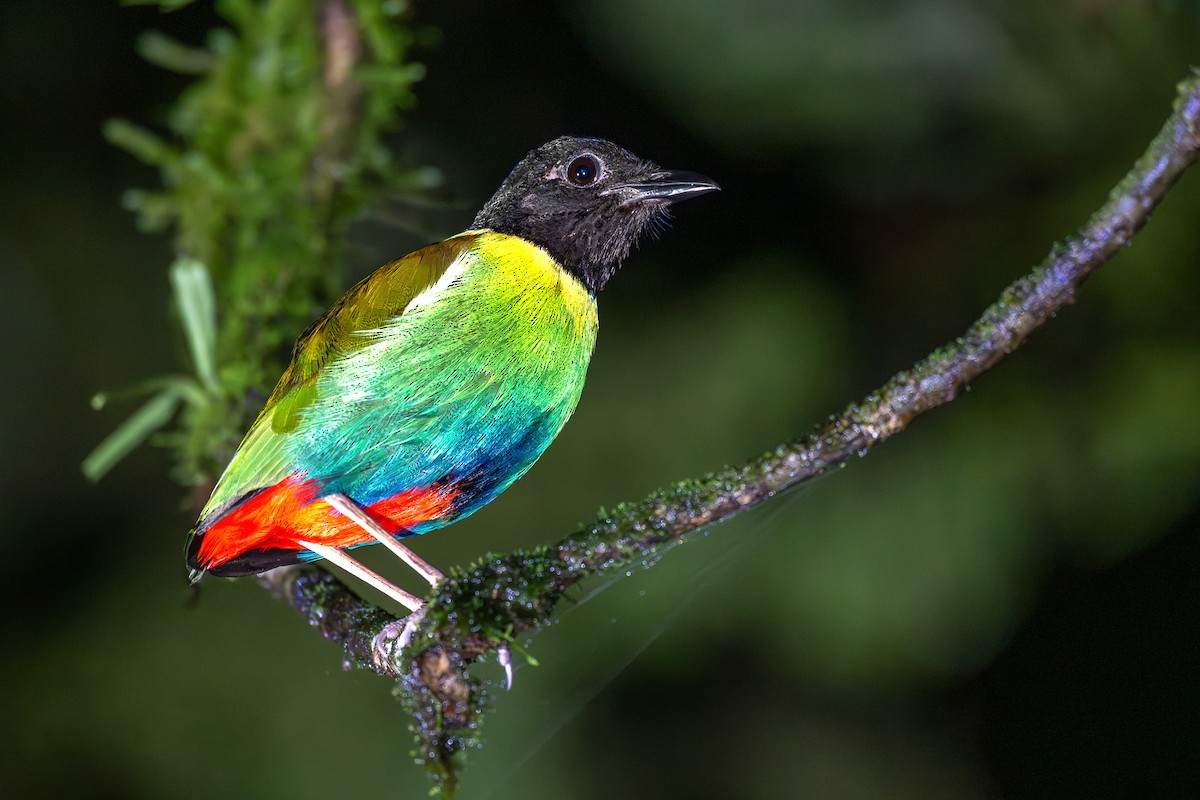 Eastern Hooded Pitta - ML653757802
