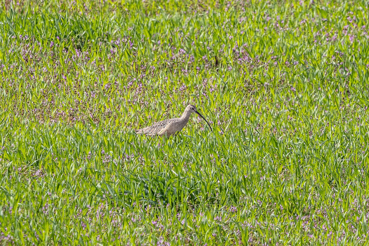 eBird Checklist - 28 Mar 2026 - Tower Rd. Ponds - 19 species