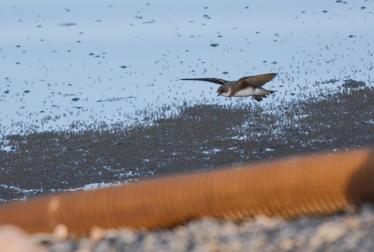 Bank Swallow - ML653759162