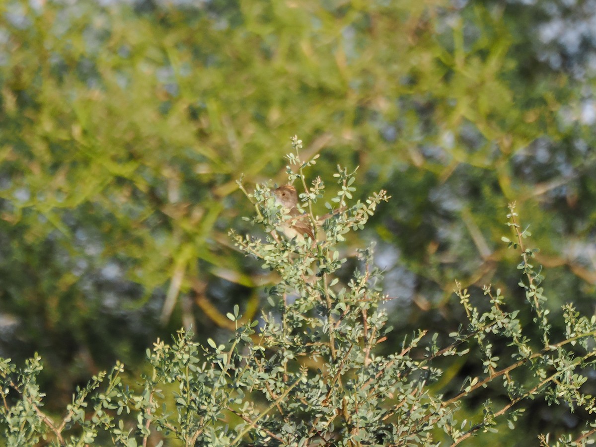 Fulvous-crowned Scrub-Tyrant - ML653759191