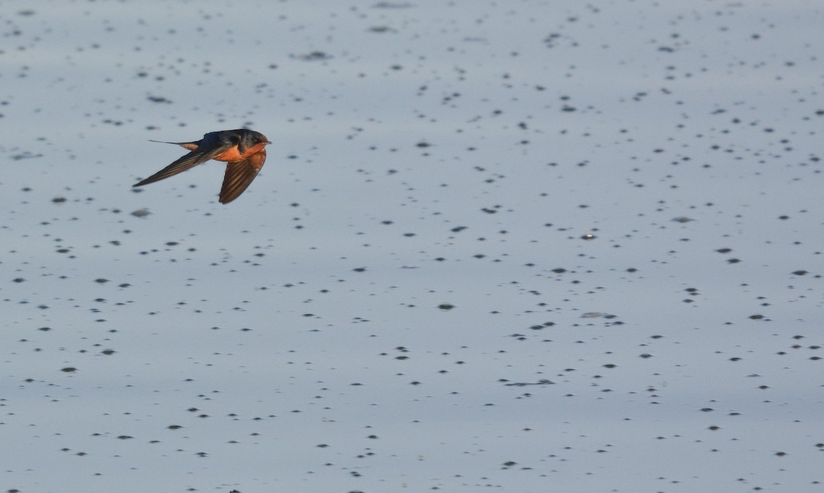 Barn Swallow - ML653759195