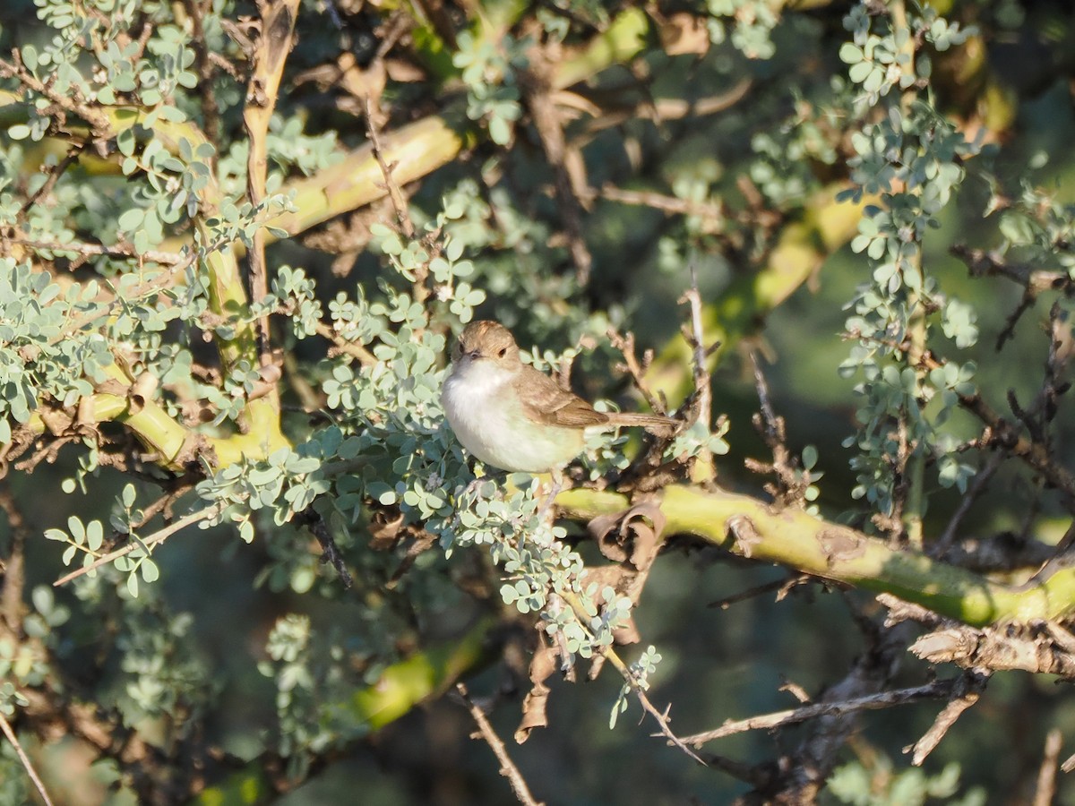 Fulvous-crowned Scrub-Tyrant - ML653759196