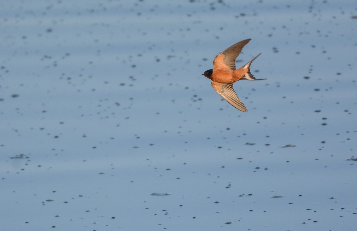 Barn Swallow - ML653759197