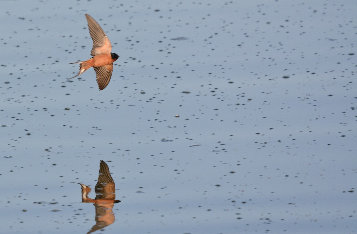 Barn Swallow - ML653759198